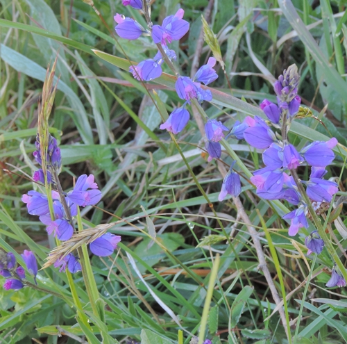 cenci viola - Polygala sp.